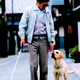 Illustration for article titled Quill: The Life Of A Guide Dog